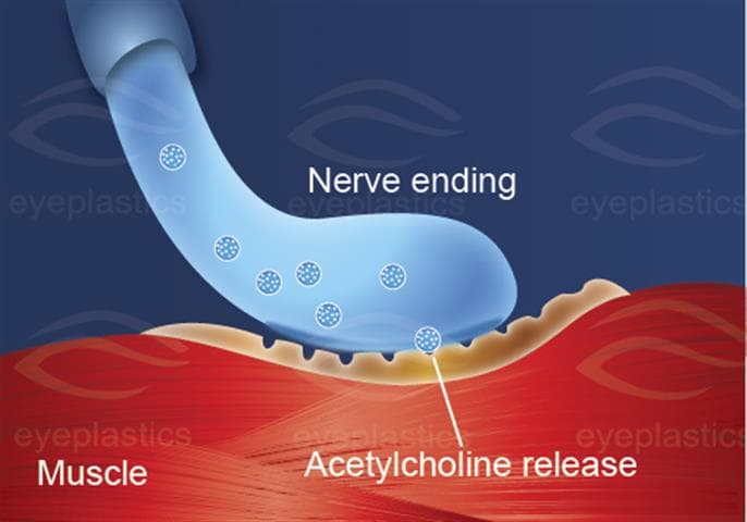 SNARE protein complex — toxin target