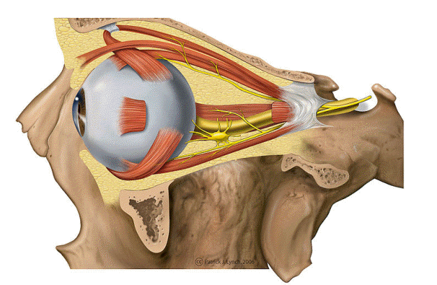 Lateral view of the orbital anatomy showing bony walls
