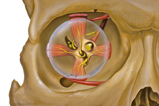 Anterior view of the orbital bones and structures
