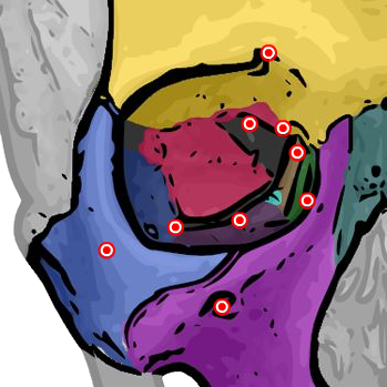 Orbital bones anatomy diagram — click any area to identify