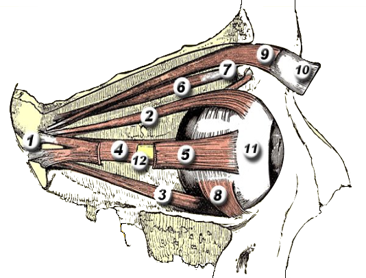 Extraocular muscles anatomy diagram — click any marker to identify
