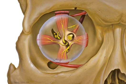 Anterior view of orbital anatomy